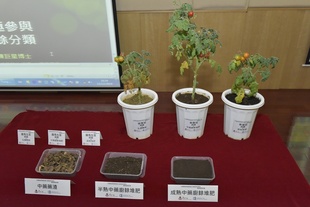 三棵接受不同肥料的西红柿﹕(左起) 化学肥料、中药药渣厨余堆肥及普通厨余堆肥。