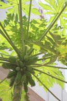 王余家洁纪念小学有机菜田所种植的木瓜及龙眼。