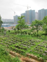 位于新会的鹤咀山义塚。