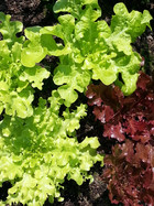 同事种植的沙律菜加上简单配料，便成为美味的沙律与家人分享，宣扬环保讯息，实践绿色生活。
